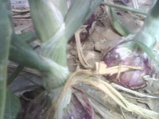 5月30日山东各地洋葱价格行情