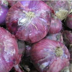 6月4日山东各地洋葱价格行情