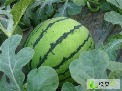 2013年山东惠民花皮无籽价格