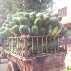 河南中牟黑皮冬瓜，还供应西红柿大蒜0.2