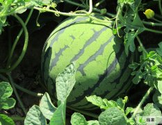 辽宁黑山京欣：我是半拉门的郭亮