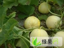 黑龙江佳木斯板子房二九一超晚西瓜大量上市