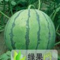 诚信代办：洮南黑水西瓜七月中旬上市