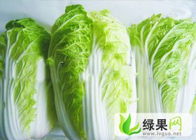 辽宁锦州凌海万亩秋宝黄芯白菜上市了