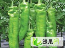 辽宁锦州凌海牛角椒 港椒 红椒大量上市