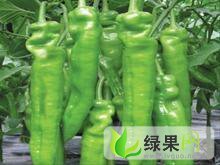 上海嘉定江桥蔬菜批发市场代卖代销辣椒西红柿豆角