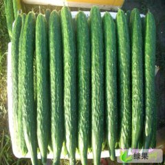 山东莘县董杜庄镇山王庄村黄瓜