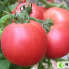 河南新乡无公害粉红西红柿