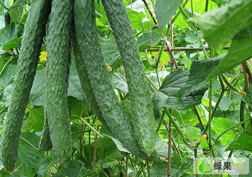 2012年山东莘县黄瓜价格