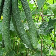 鲁西黄瓜-顶花带刺、瓜条直顺质量上乘