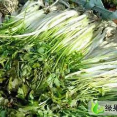 无节水芹---水芹生产基地大量供应