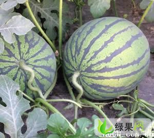 2012年辽宁新民京欣价格