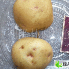 西北旱作区优质土豆  量大现已成熟！