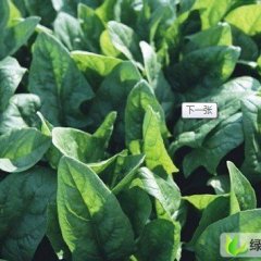 德州市牟延东:大叶菠菜12月上市
