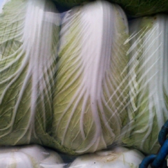 湖北白菜青杂三号.3-5斤热销定购中