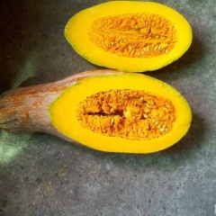 余码头村金寒密本已上市,随行情，定价（佳旺蔬菜）