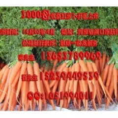 周口市万亩绿色瓜果蔬菜基地纯黄心娃娃菜0.25-0.3元/斤