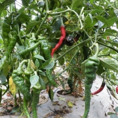 武威市土门镇良娇185，2元/斤