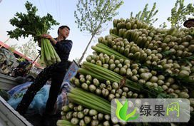 济南市玉皇庙镇加州王（文图拉）1.4元/斤