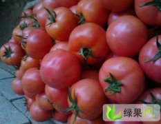 临沂市薛庄镇毛沟村瓜菜市场西红柿0.8-1.2元/斤