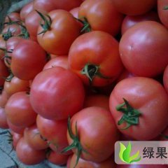 临沂市薛庄镇毛沟村瓜菜市场西红柿0.8-1.2元/斤