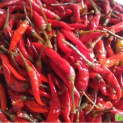 供应盐渍金塔辣椒 朝天椒