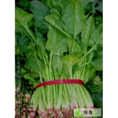 济宁市东李李龙洋供应大叶菠菜今天0.4-0.45元/斤