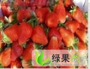 徐州市绿色家园草陈龙海供应法兰地草莓
