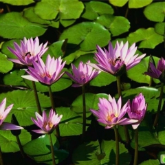 孝感市长江埠镇小易，祁供应睡莲，鸡蛋跑