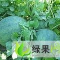 滨州市麻店镇张新军：百万亩西瓜