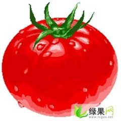 济南市白桥镇孙长青：魁冠西红柿