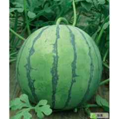 白银市扎子塬张先生：京欣