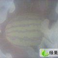 全美4k西瓜5月10日左右上市