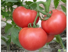 晋中市郝北镇杜晋军：以色列西红柿2.7元/斤