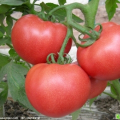 晋中市郝北镇杜晋军：以色列西红柿2.7元/斤