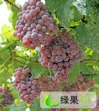临沂市薛庄镇范学民：巨峰葡萄