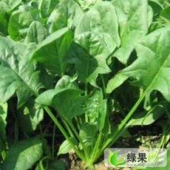 济南市白桥镇孙长青:大叶菠菜已下市