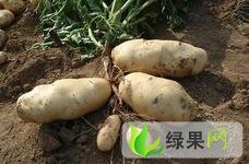 枣庄市大坞镇王坤：荷兰十五