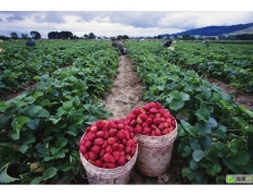 潍坊市石埠镇张成建：美十三优质草莓