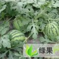 盐城市头灶镇董俊林 8424 1.4-1.5