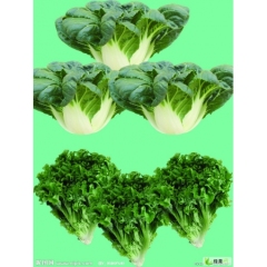 兰州市李先生：供应兰州芥兰