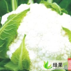 淄博市黑里寨四海箫剑：雪妃菜花0.7元/斤