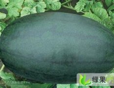 崇左市东门镇黄健斌：黑美人0.95元/斤