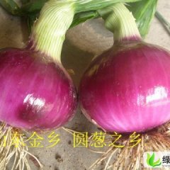鸡黍王启发洋葱红皮黄皮大量供应出库价格0.38-