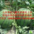 聊城市董杜庄王：京欣1.0元/斤