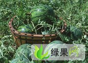 潍坊市景芝镇王宁：京欣1.2元/斤