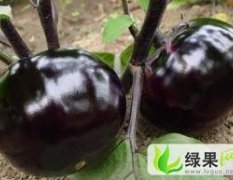 聊城市沙镇张先生：黑茄王1.30元/斤