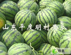 青岛市明村郑斌：京欣1.1元/斤