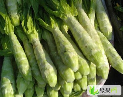 大量代收：優(yōu)質(zhì)萵苣