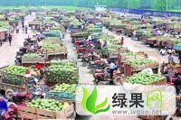 惠民西瓜代理价格